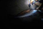 Ian Logie got the best fish of his life fishing in the Umzimkulu this season. A 42kg Daga Salmon, or Kob. Nice Ian, the next one gets let go!