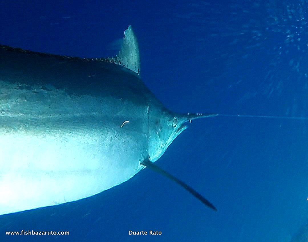 A 1000lb marlin. Released by Vamizi off Bazaruto.