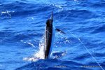 Marlin season 2017 has been an absolute blast this year