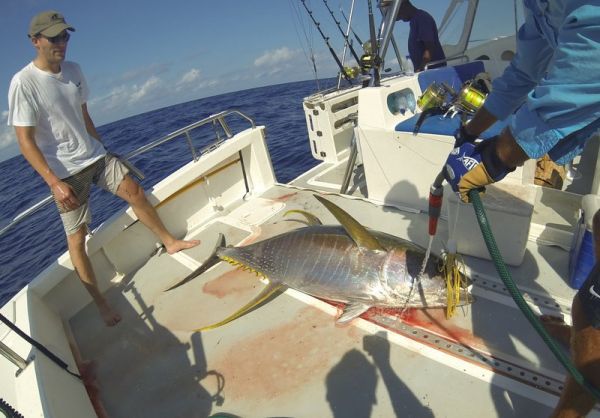 This is the biggest Yellowfin Tuna caught in mozambique by anyone we know. Yes Captain Duarte Rato again!