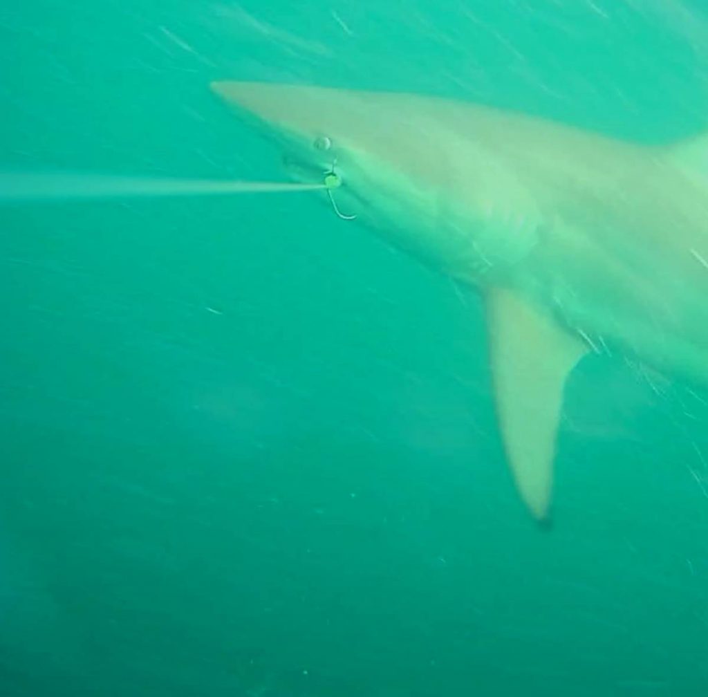 Bull shark on a Mydo trace