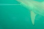 Bull shark on a Mydo trace