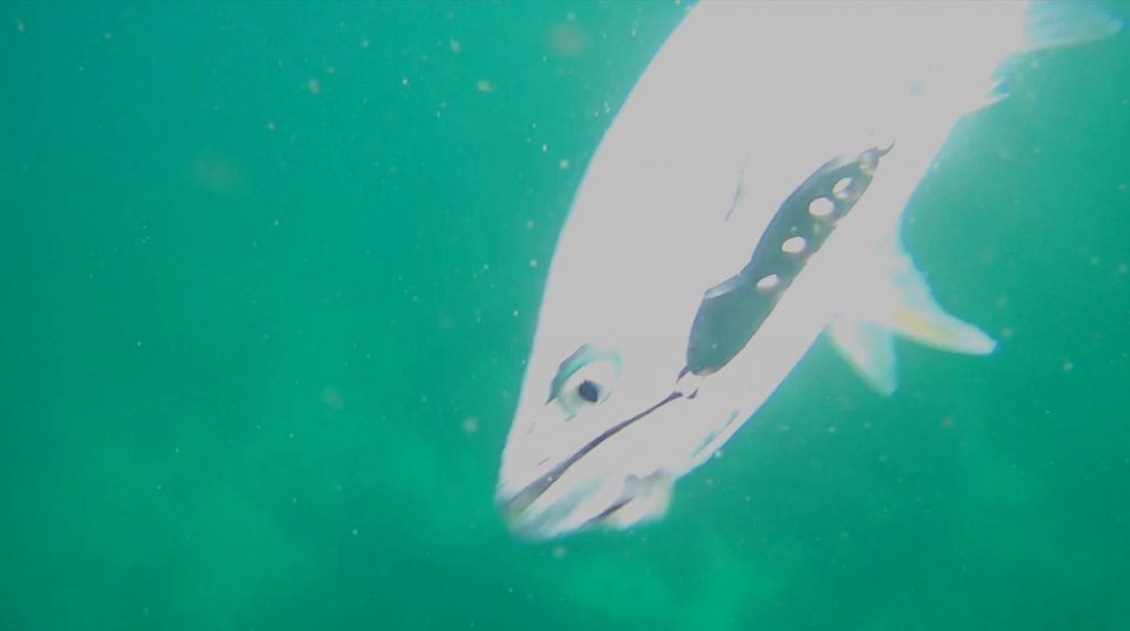 A beautiful Talang Queenfish from the waters near Paradise .Island. Released