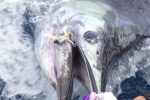 Another beautiful Sailfish lives to tell the tale