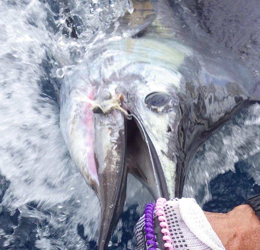 Another beautiful Sailfish lives to tell the tale