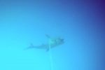 Blackfin Sharks don't mind deep water and they are as fast as marlin!