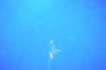 A cobia comes in real close but does NOT like what he sees, and peels away nonchalantly.