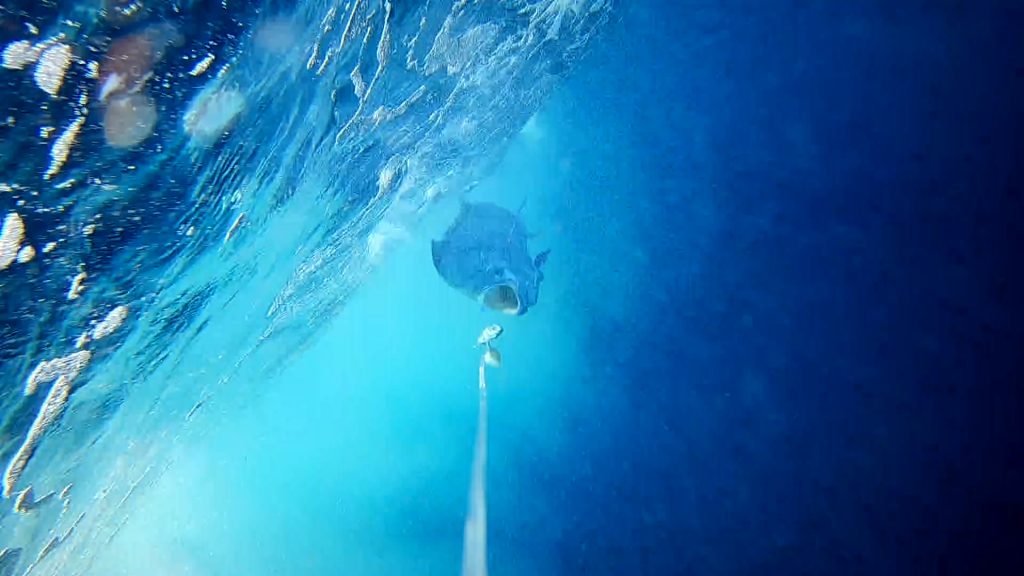 Dorado Weather!  A Bull Dorado comes storming up the white water behind and slammed this little rubber lure. Letting go at the last minute.