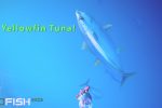 Fish behaviour studies include monitoring how these fast predator fish including sharks, attack.