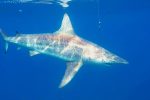 Although Zambezi Sharks are on the top of our hit list, these blacktips are also featured.