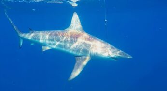 Disturbing truth behind Australia's shark nets - Nature in Mind