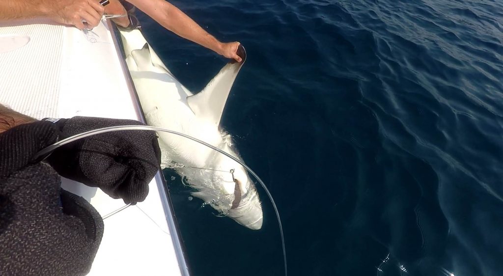 When Calum and crew are not deploying their underwater observatory equipment, this is their other fun activity - tagging sharks!