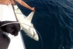 When Calum and crew are not deploying their underwater observatory equipment, this is their other fun activity - tagging sharks!