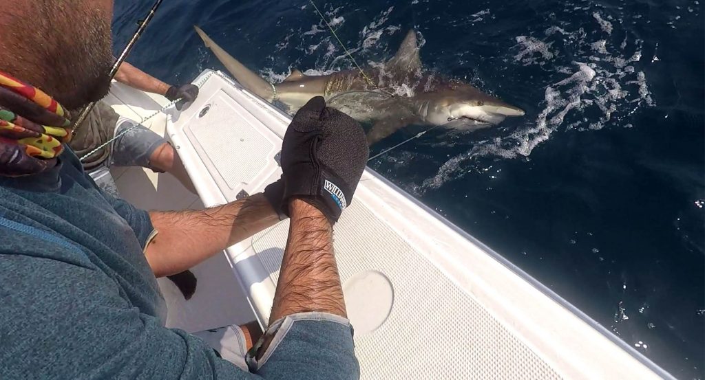 Calum Murie wires a hefty shark for tagging with a sonar tag that can be picked up by listening stations up and down the East Coast of Southern Africa.