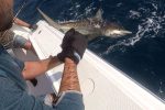 Calum Murie wires a hefty shark for tagging with a sonar tag that can be picked up by listening stations up and down the East Coast of Southern Africa.