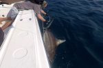 Jason Morkel gets right in on the action. Zambezi Sharks don't scare him!