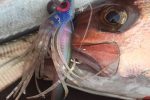 This Angolan Amberjack fell to a MYDO Luck Shot and skirt.