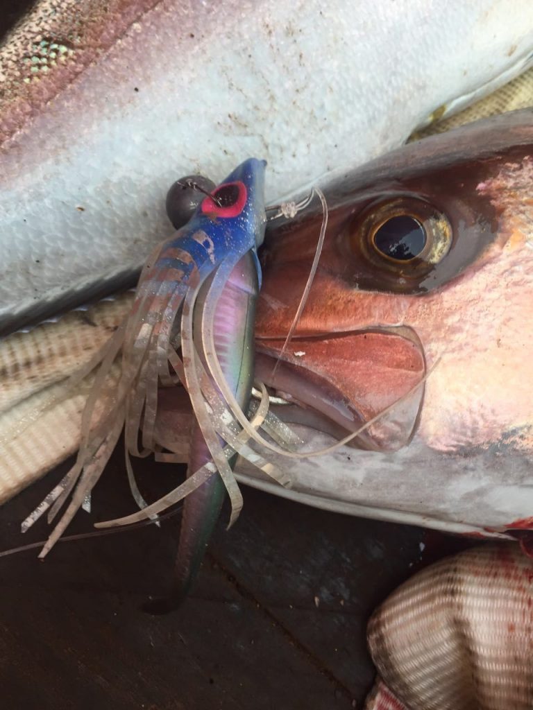 This Angolan Amberjack fell to a MYDO Luck Shot and skirt.