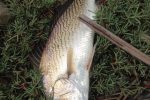 The kob or salmon in ANgola are way prettier with more spots on their upper flanks and long dainty fins?!