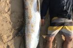 The Tarpon of Angola: here Marc sizes up the one he finally caught, after many years of trying. Worth every cast!