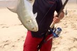 Kingfish crossed pompano? Weird species all over Angola, to target on lures.