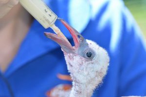 The Crocworld Conservation Centre kicks off another series of conservation lectures this year, with the rescuing of baby flamingos