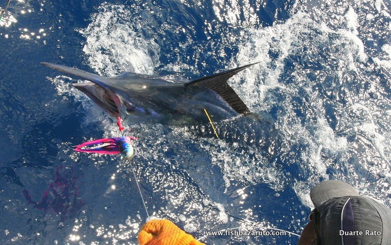 Tagging black marlin with the ABF and FishBazaruto