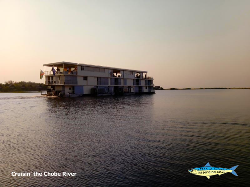 These guys witnessed the crocodile kill on a huge catfish whilst we were fishing for the infamous Chobe Tigerfish.