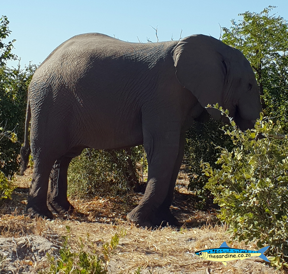 There will definitely be a few elephants at the Okavango Music Festival 2019!