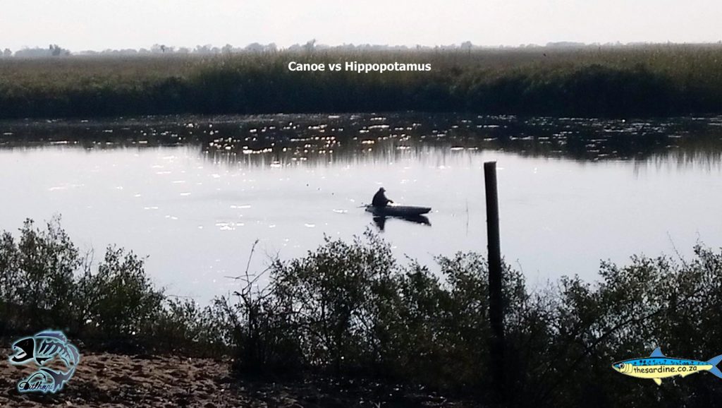 Okavango canoer has to deal with these huge animals daily