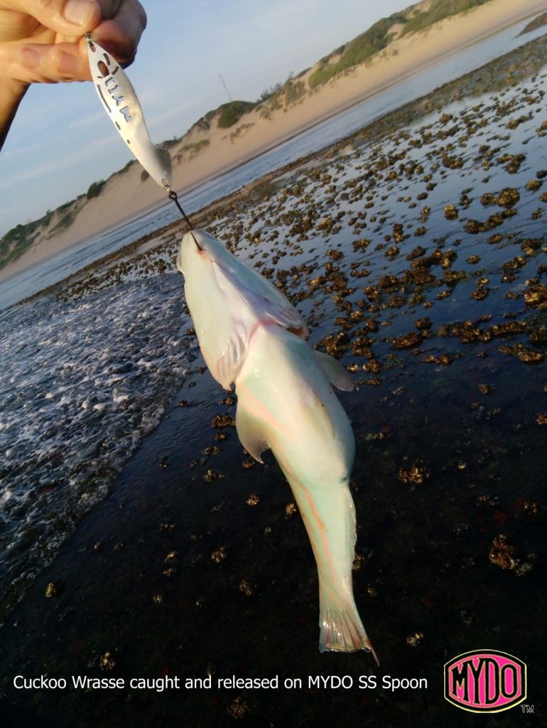 The unerbelly of a wrasse caught by Gunter at Tofo on a MYDO SS Spoon. Fis was released.