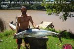 This fish was also taken on a double dropper trace. You just cannot take chances when trophy fish of a lifetime like tese guys are around. Get a MYDO Haywire tarce to be sure.