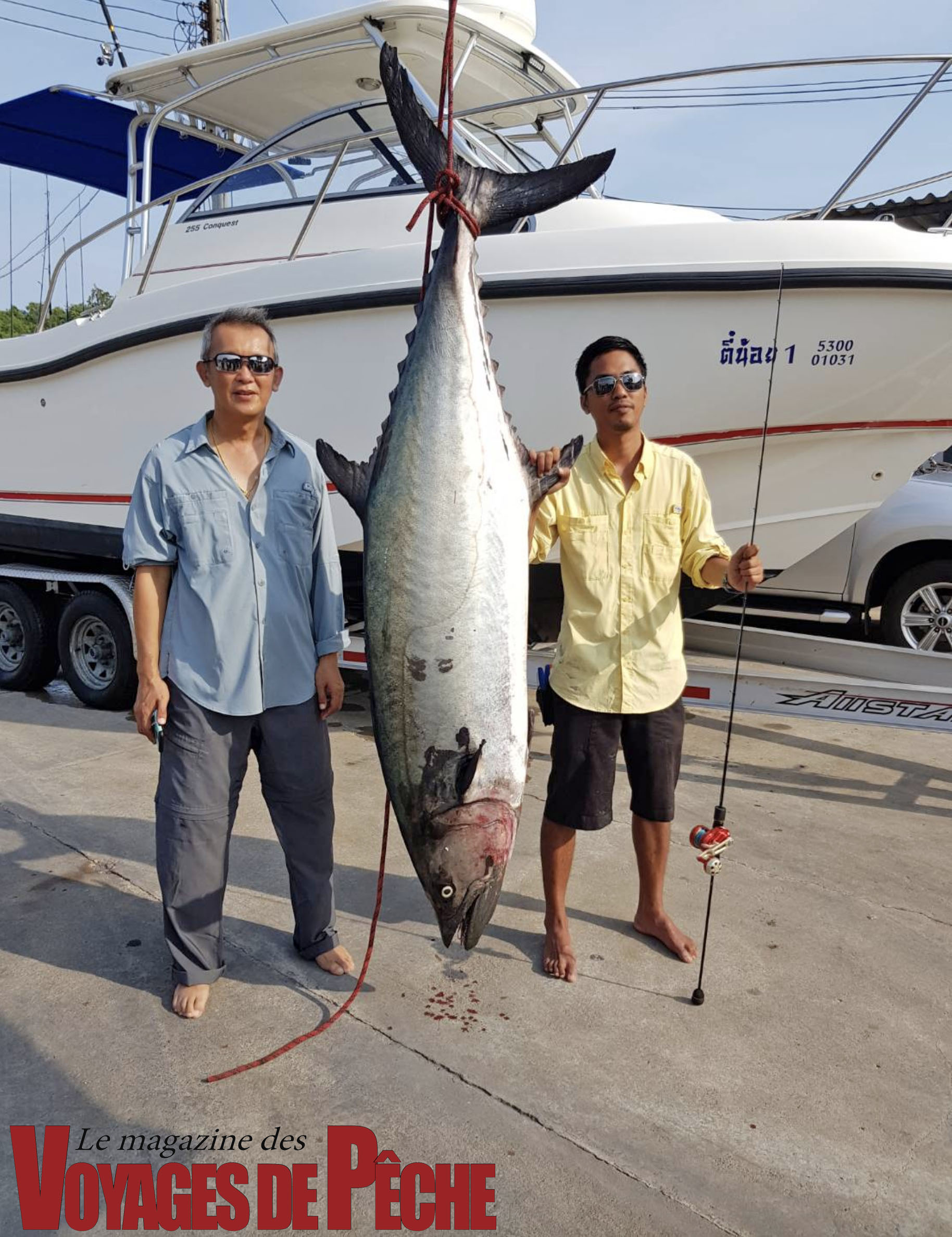 Giant King Mackerel The Sardine News