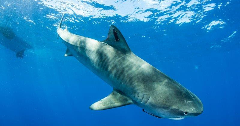 Mature Tiger Shark released with satellite tag swims away