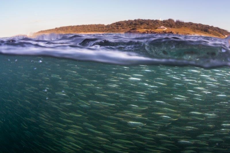 Ryan Daly 2020 Sardine Run Imagery