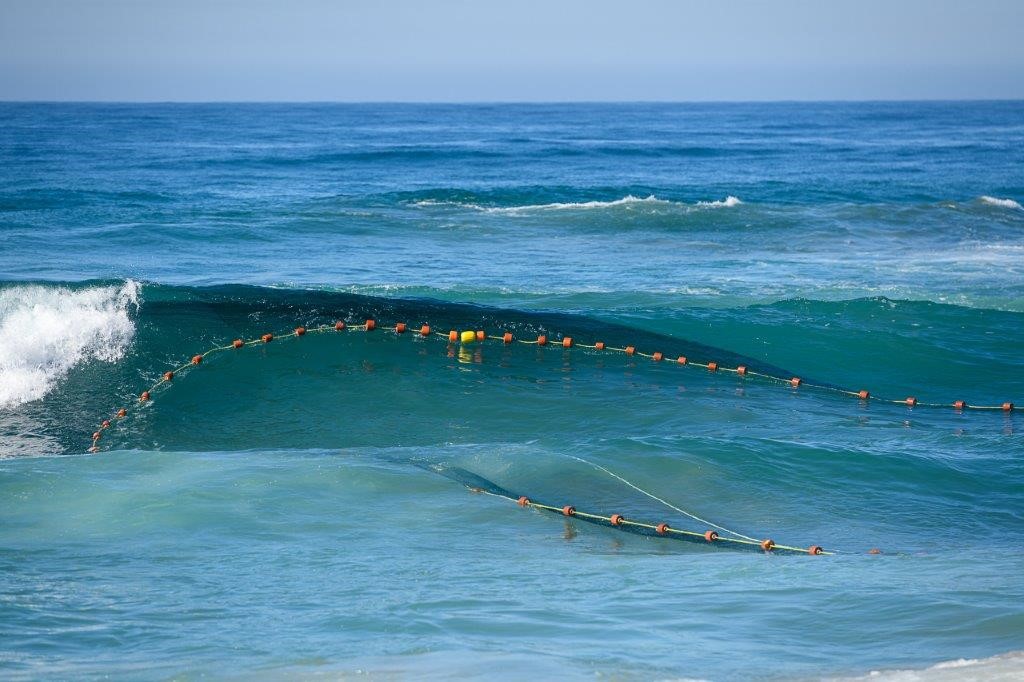 Sards being netted on the KZN South Coast of South Africa