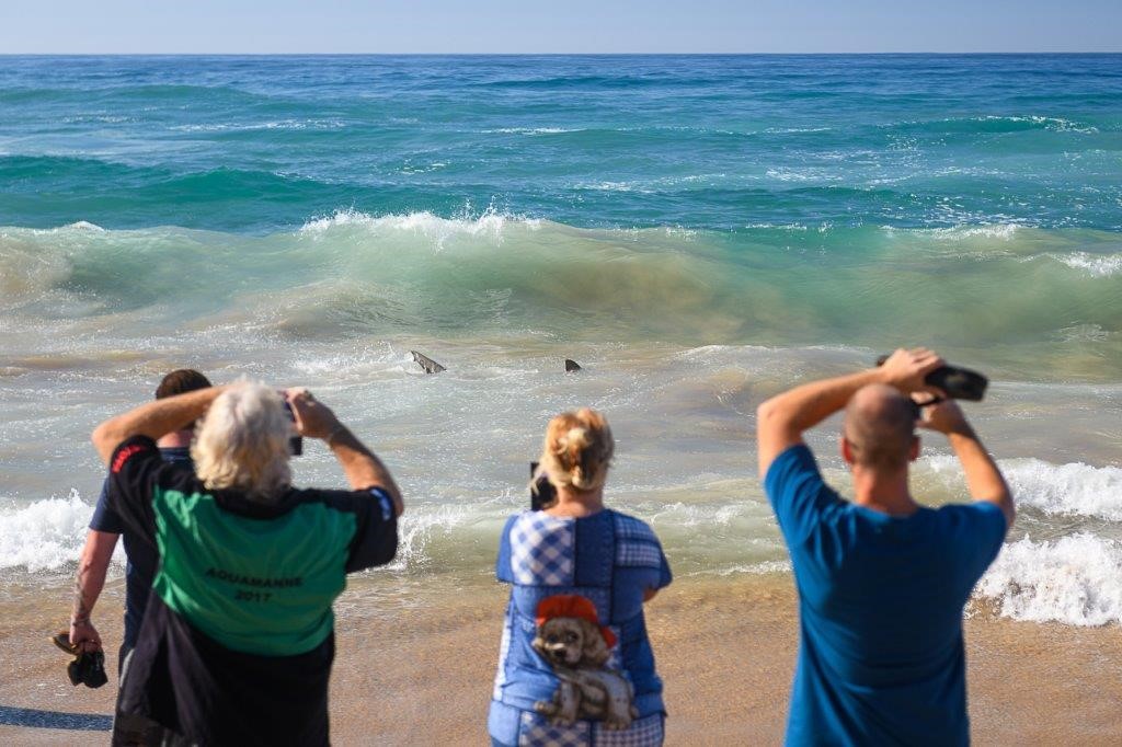 Shark experience in the shorebreak during sards season 2020