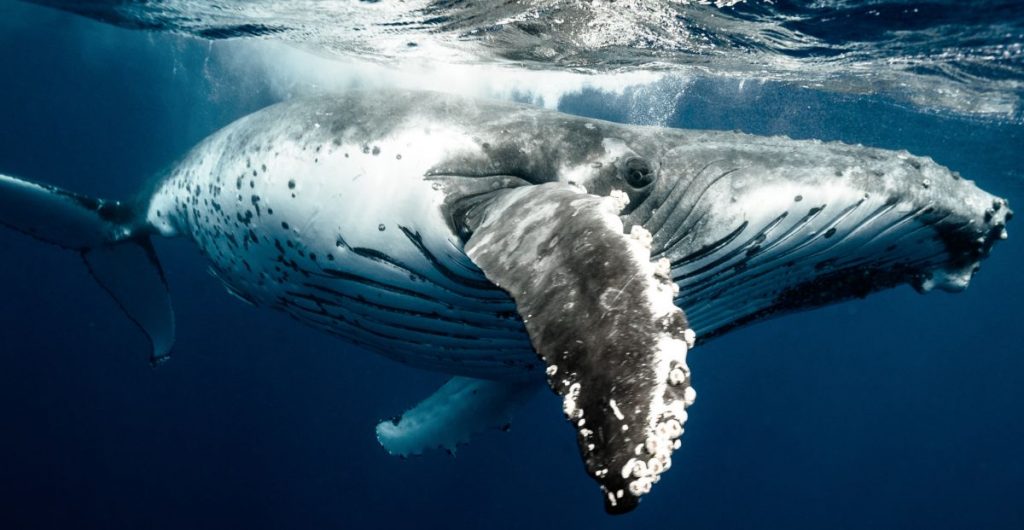 Humpbacks are intimately affected by powerful sonar pulses used to find oil and gas in this movie by Janet Solomon