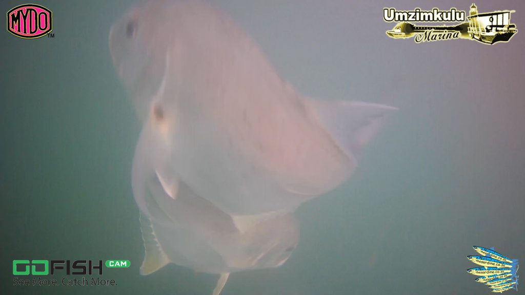 Greenspot Kingfish in the Umzimkulu Estuary fighting over the lure!