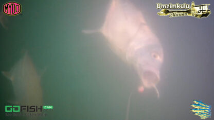Greenspot Kingfish attack behaviour research in the Umzimkulu Estuary in Port Shepstone