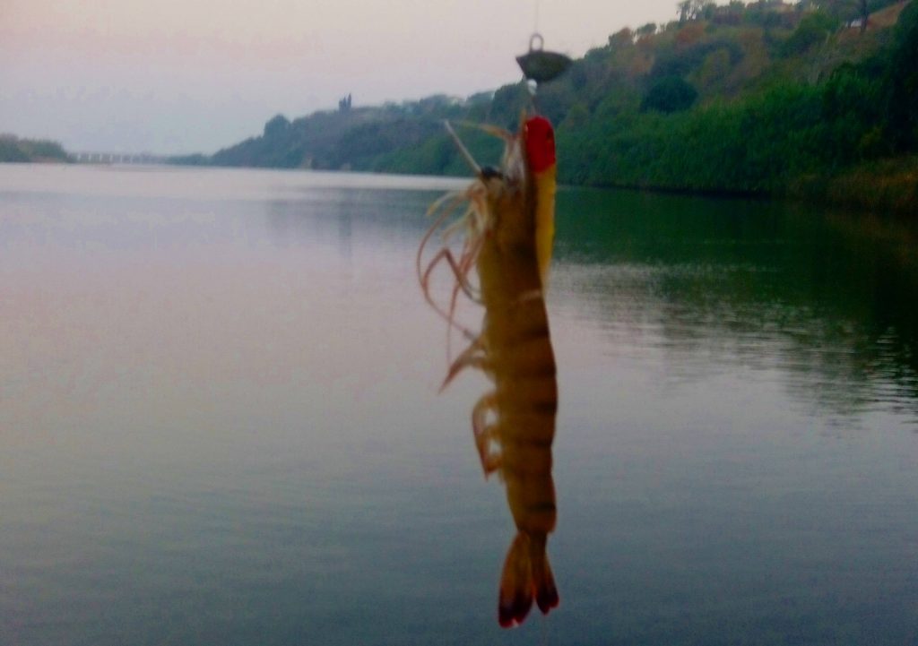 Yip, thats an outsized tiger prawn taken on a lure in the Umzimkulu recently