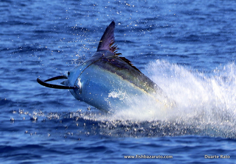 2020 Marlin season with FishBazaruto.com has been another cracker!