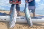 The story of the couta season so far is these two fish by Jono Gouws and Justine Campbell off Amanzimtoti.