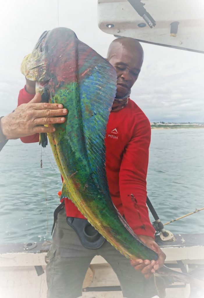 Bongani Pitoyi bull dorado taken on brown water lineoff Port Shepstone December 2020 aboard the Niteshift