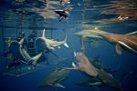 Kwazulu-Natal shark cage diving shot by John Miller