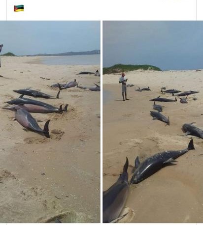 Dead dolphins in the shallows of Bazaruto Island