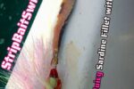 MYDO StripBaitSwimmer dressed with sardine fillet and light pink mini skirt