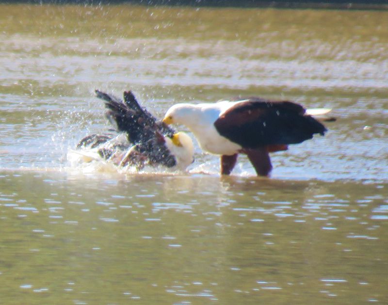 Fish eagles bathing and pruning pre-mating session on the Umzimkulu River. Photos by Sean Prytz