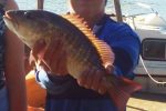 Estuary game fish season is on! JJ Gallagher and his Umzimkulu Rock Salmon