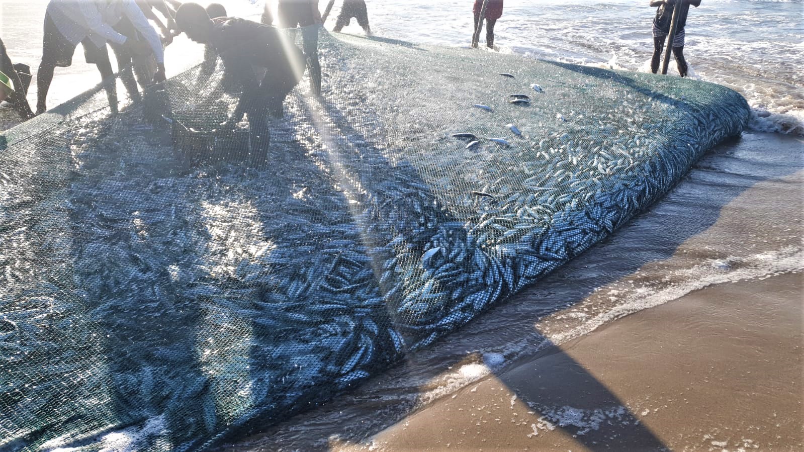 Sardines at Port Edward by Ant Nel